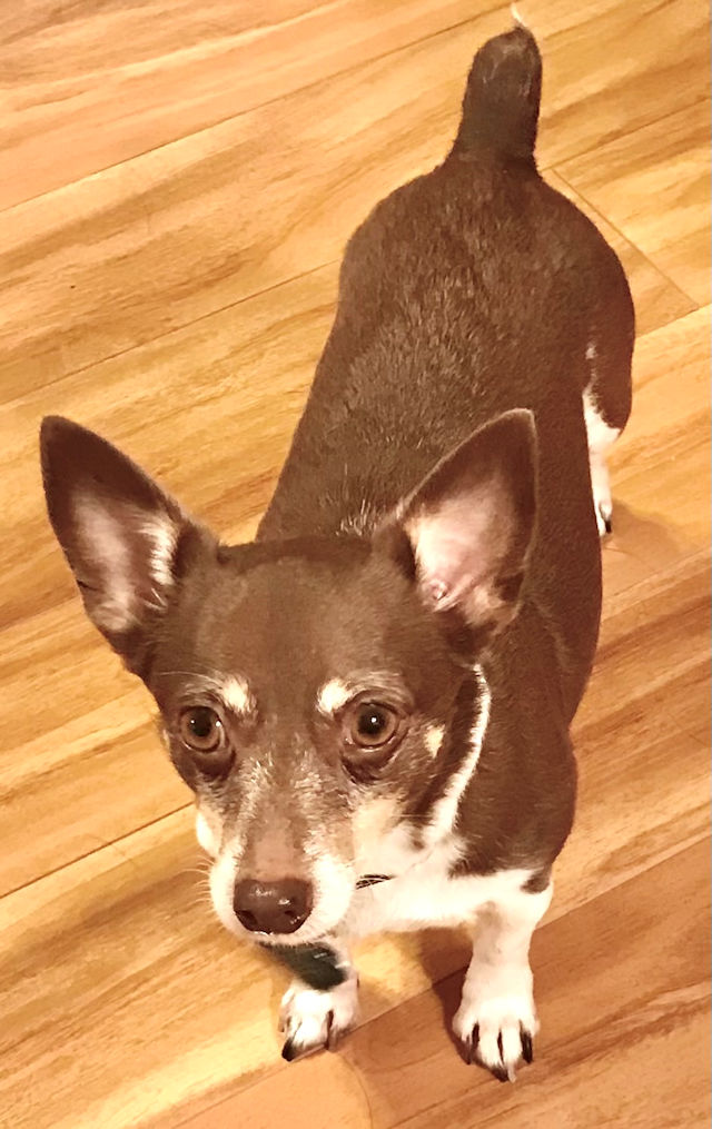 Penny